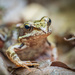 The grass frog by haskar