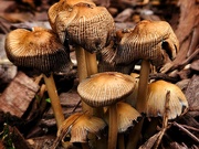 31st May 2025 - Wabi-sabi Mushroom Forest