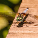 Dragonfly on the Deck! by rickster549
