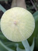31st May 2025 - allium bud
