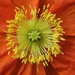 Poppy by edorreandresen