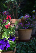 30th May 2025 - the flower corner