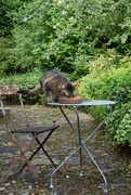 26th May 2025 - birds water always tastes better