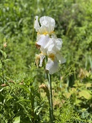 31st May 2025 - White iris