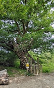 1st Jun 2025 - Knepp tree platform 