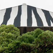 26th May 2025 - Zebra half and half