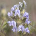 prairie turnip by aecasey