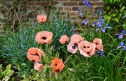 1st Jun 2025 - Poppies