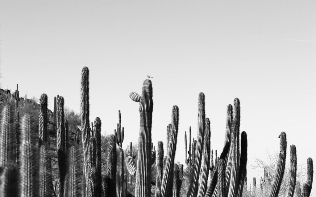 desert birdie by blueberry1222