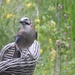 Jay - A Rare Visitor