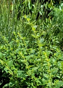 1st Jun 2025 - An abundance of lemon balm 