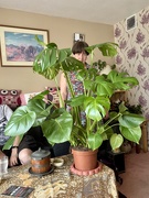 1st Jun 2025 - The Day of the Triffids