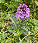1st Jun 2025 - Common Spotted Orchid