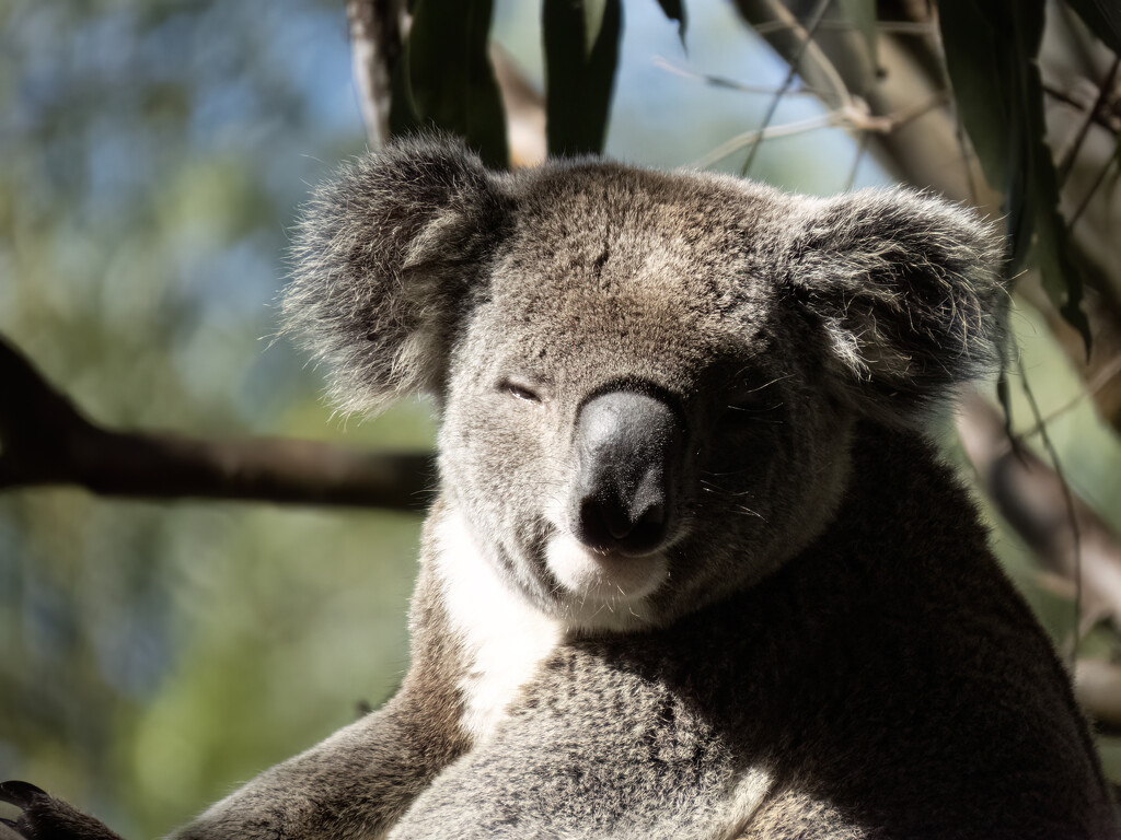 half in the sun half in the shade by koalagardens