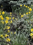 1st Jun 2025 - Meandering Daffodils