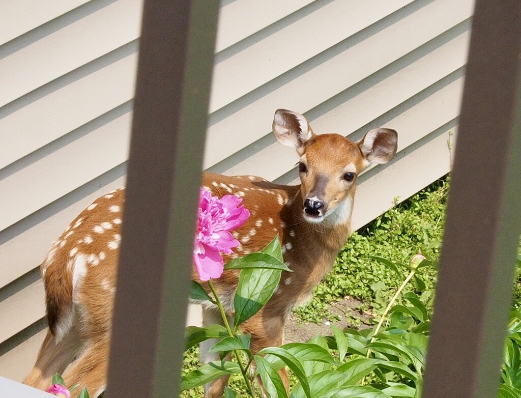 Backyard visitors by vlc