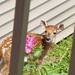 Backyard visitors