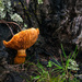 Fungi half and half