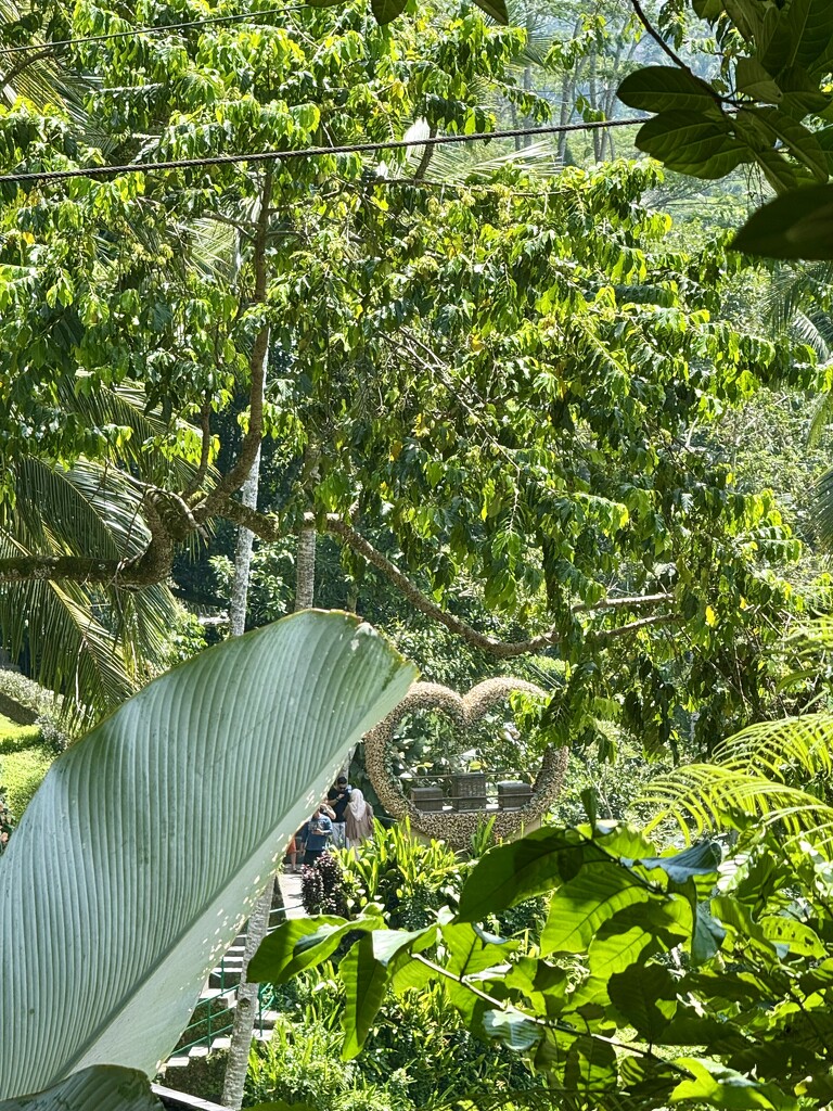 Heart hidden in the green.  by cocobella