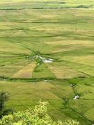 2nd Jun 2025 - Rice fields in circle. 
