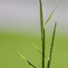 Twig