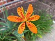 2nd Jun 2025 - A Little Lily
