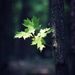 Fall of Light by juliedduncan