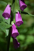 1st Jun 2025 - Foxglove