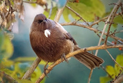 2nd Jun 2025 - Camo Tui