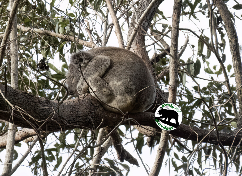 woody in the twigs by koalagardens