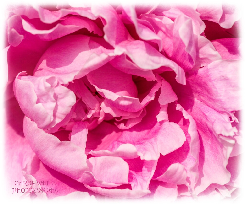 A Profusion Of Pink by carolmw