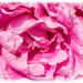 A Profusion Of Pink