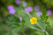 2nd Jun 2025 - Buttercup