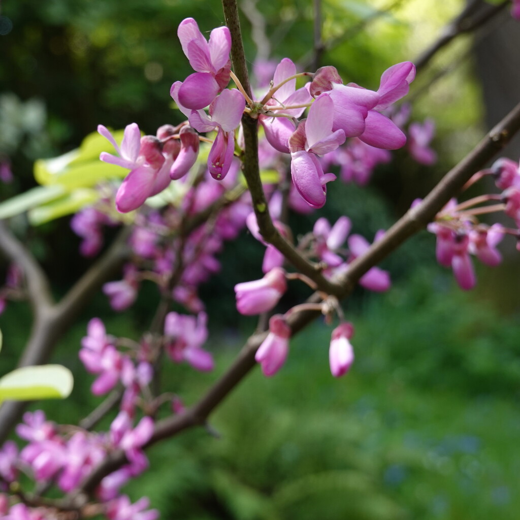 cercis aka redbud aka Judas tree by quietpurplehaze21