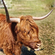 2nd Jun 2025 - Rude Cow!