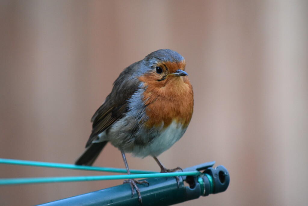 Robin by dragey74