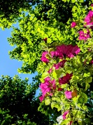 2nd Jun 2025 - A medley of blue, green and pink 