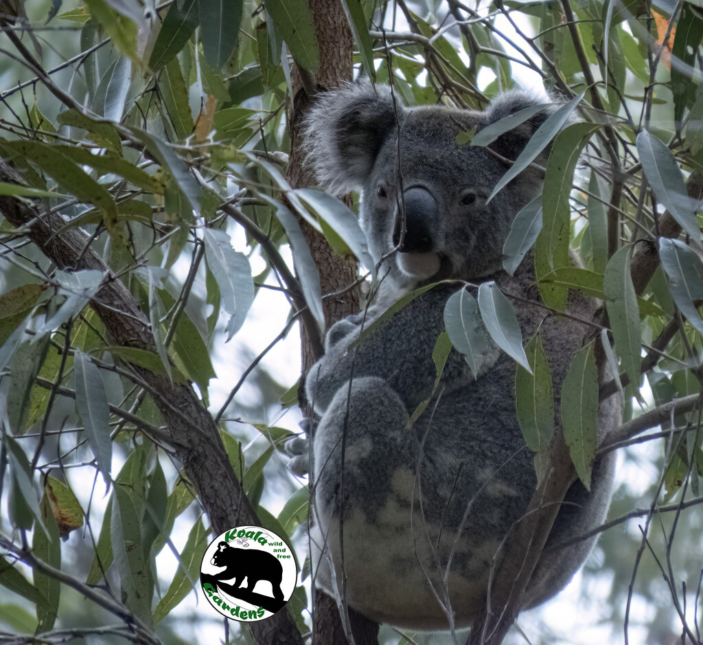 snuggled in by koalagardens