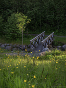 2nd Jun 2025 - Buttercups, a rowan tree and a bridge