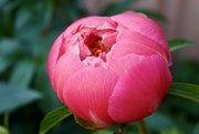 2nd Jun 2025 - Different Peony