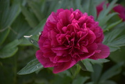1st Jun 2025 - Single Peony Blossom