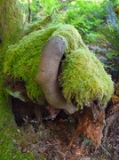 2nd Jun 2025 - Taming the Mossy Beast