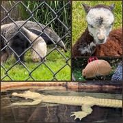 2nd Jun 2025 - Animal Alphabet A