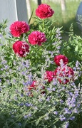 1st Jun 2025 - Back Corner Plantings 