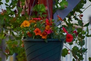 2nd Jun 2025 - New Petunia Hanging Basket