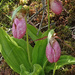 Pink Lady's Slipper growing in a local bog