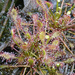 Sundew