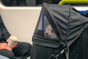 3rd Jun 2025 - Precious Cargo