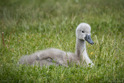 3rd Jun 2025 - Cygnet