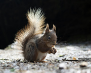 2025-05-30 - Red Squirrel taken in Hawes Yorkshire